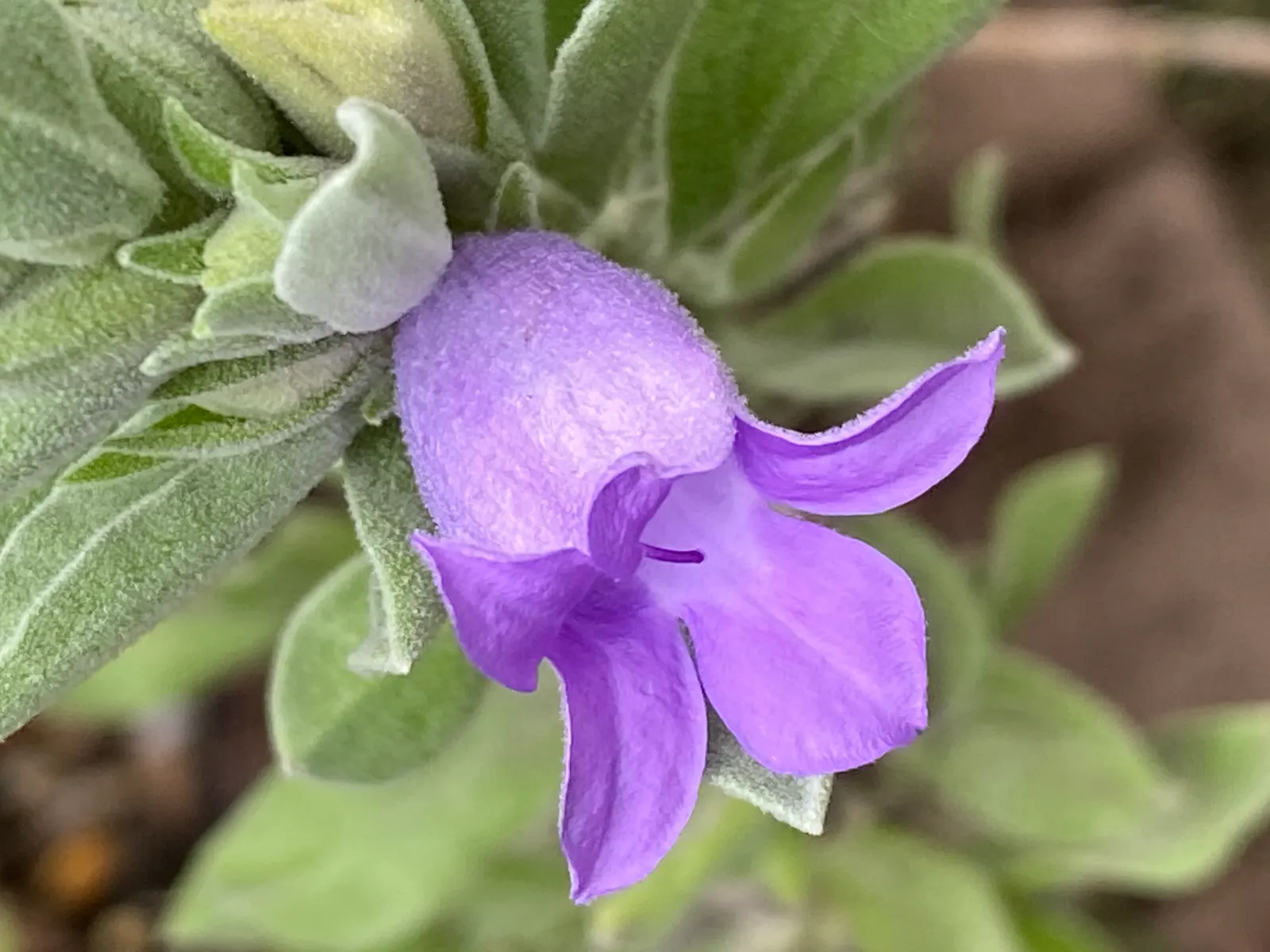 Blue Emu Bush (Eremophila Hygrophana) — It displays silvery foliage and vibrant blue-purple flowers that bloom profusely in spring and fall; particularly in