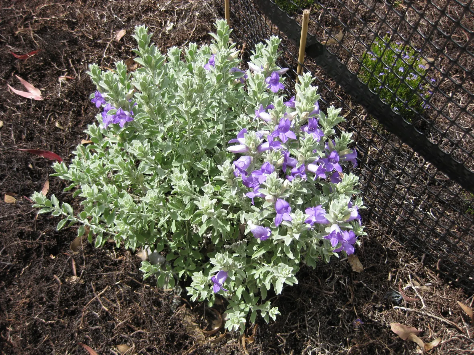 Blue Emu Bush (Eremophila Hygrophana) — Its compact size and striking color make it ideal for accenting desert landscapes and rock gardens