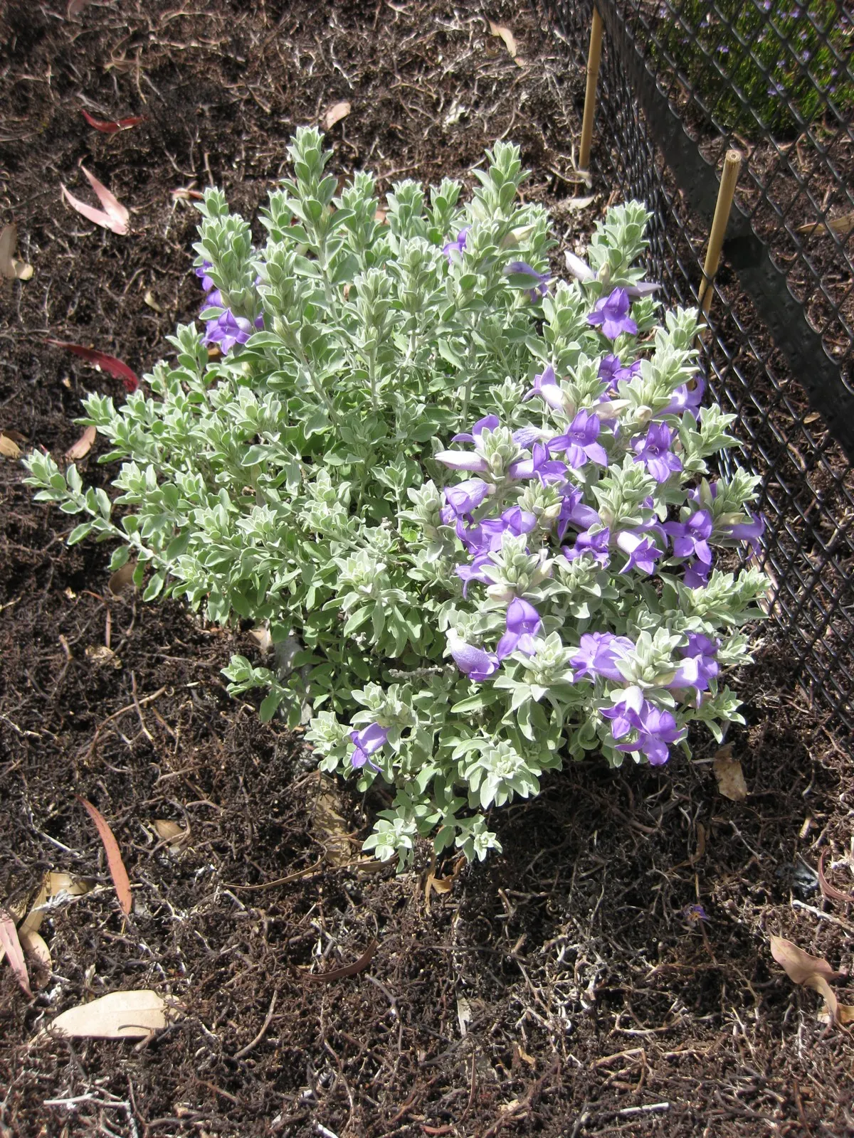Blue Emu Bush (Eremophila Hygrophana) — Eremophila hygrophana, commonly known as Blue Bells, is a drought-tolerant shrub, thriving in zones 9-11