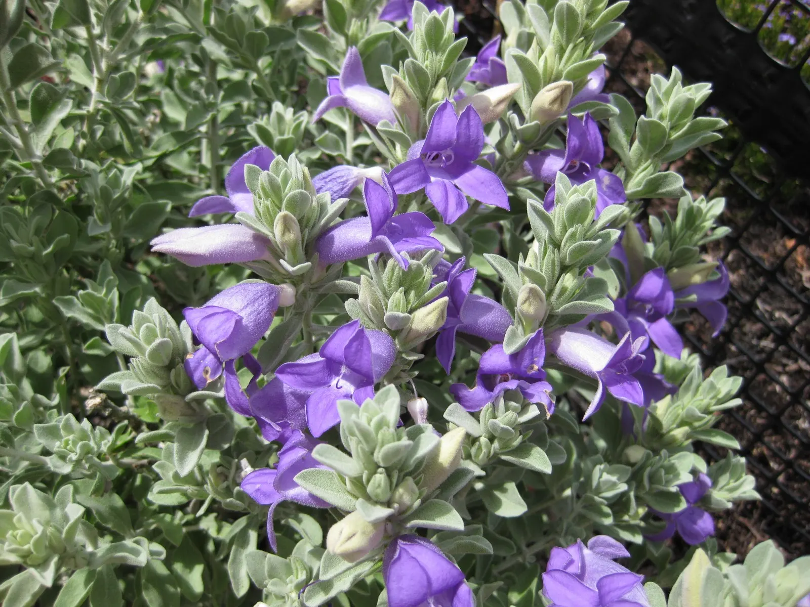 Blue Emu Bush (Eremophila Hygrophana) — It displays silvery foliage and vibrant blue-purple flowers that bloom profusely in spring and fall