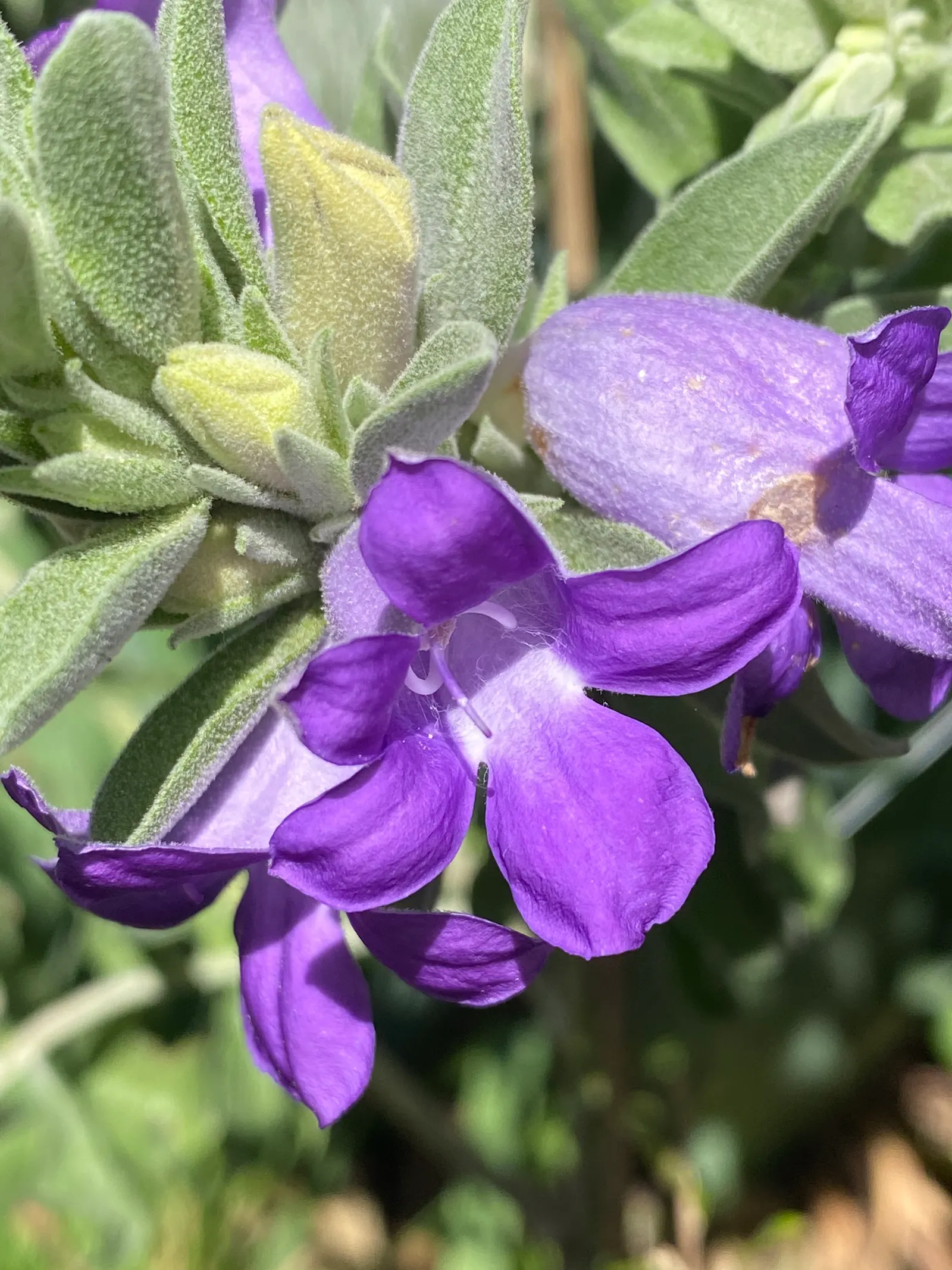 Blue Emu Bush (Eremophila Hygrophana) — a testament to their desert origins