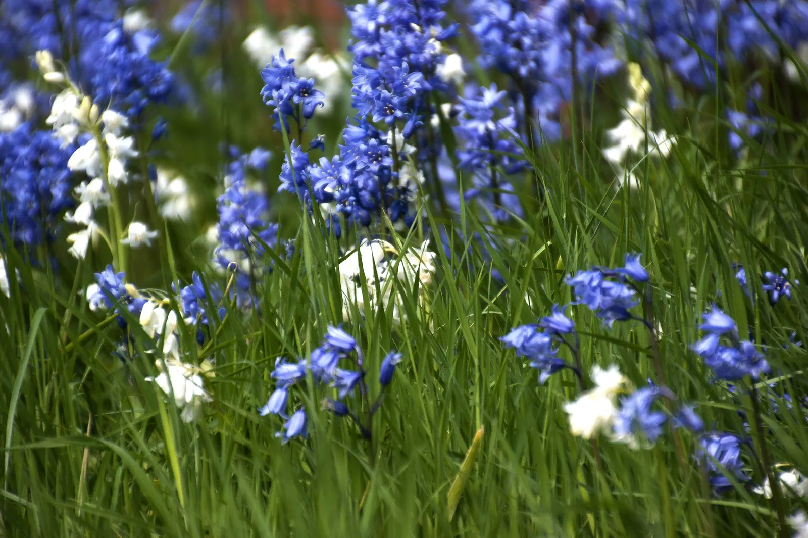 Blue Emu Bush (Eremophila Hygrophana) — are a striking shade of blue or purple
