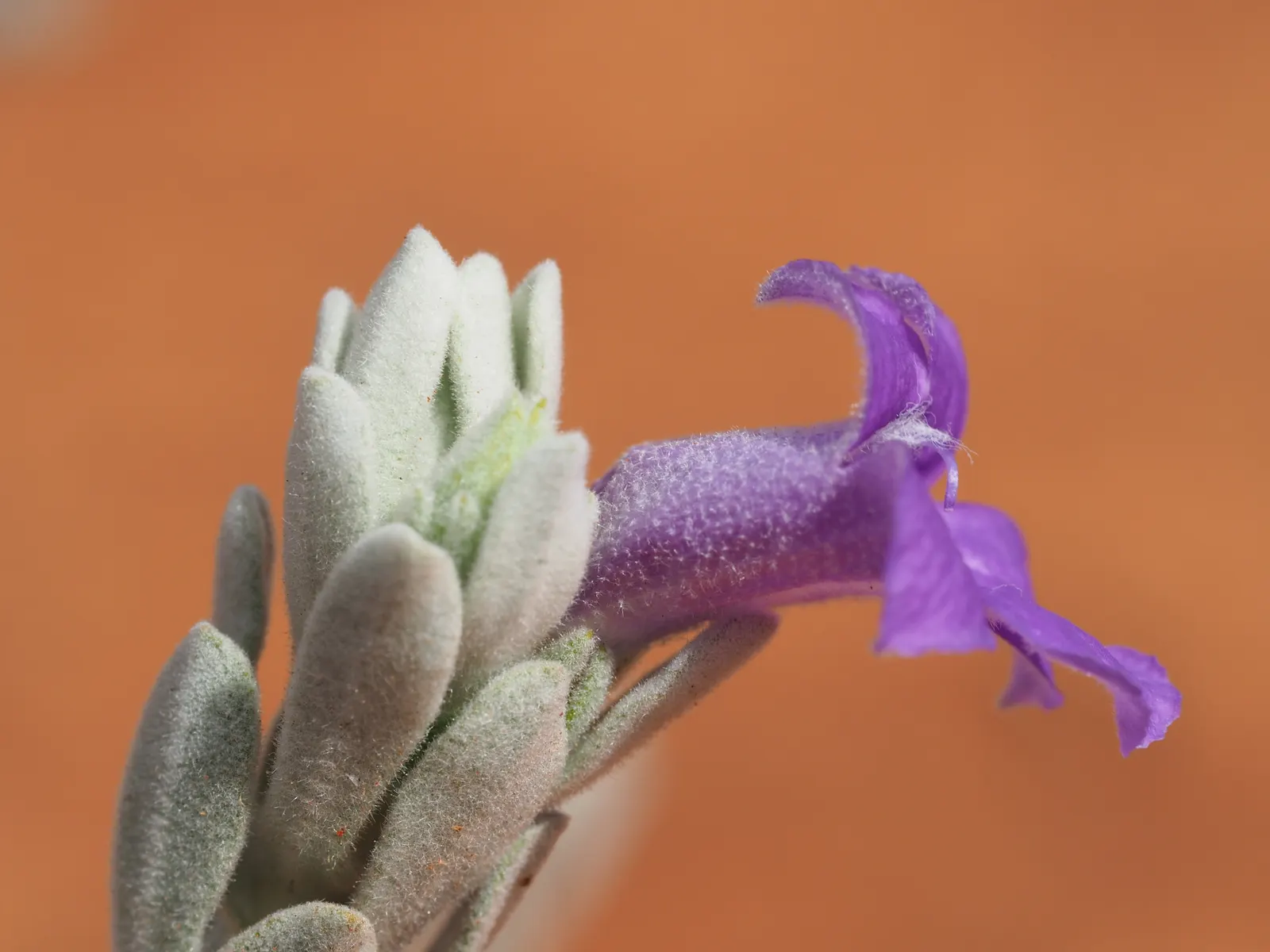 Blue Emu Bush (Eremophila Hygrophana) — thus suitable for xeriscaping