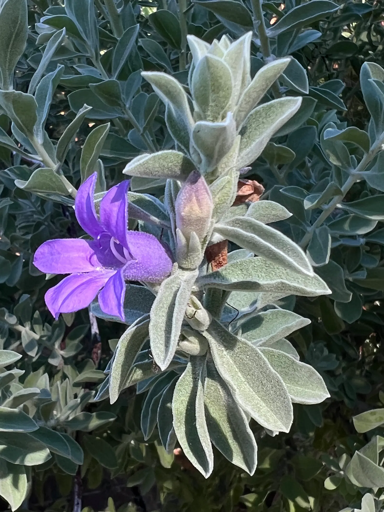 Blue Emu Bush (Eremophila Hygrophana) — particularly in the spring and summer