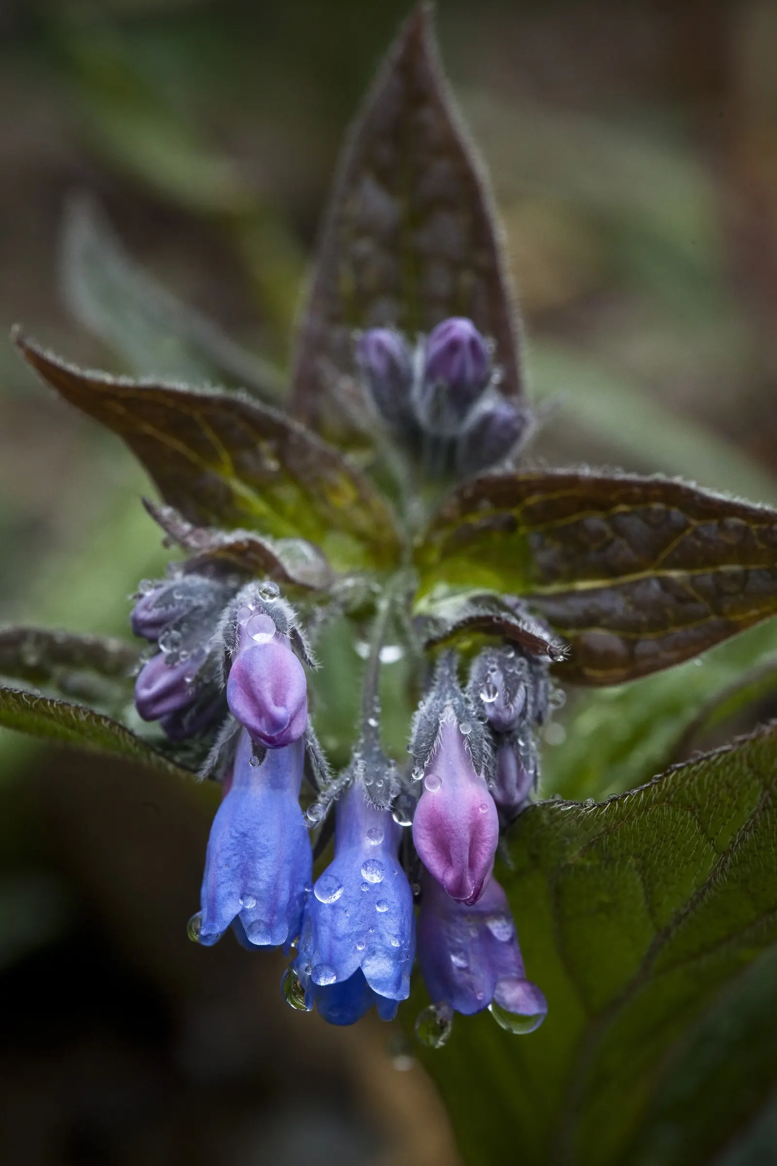 Blue Emu Bush (Eremophila Hygrophana) — bringing a cool contrast to the warmer tones often found in garden designs.<br><br>For optimal growth