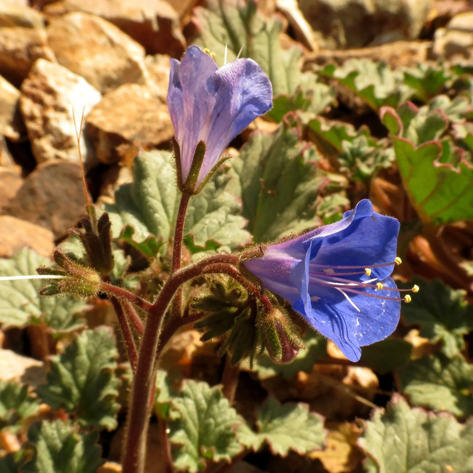 Blue Emu Bush (Eremophila Hygrophana) — that adds a splash of color and vibrancy to any landscape design