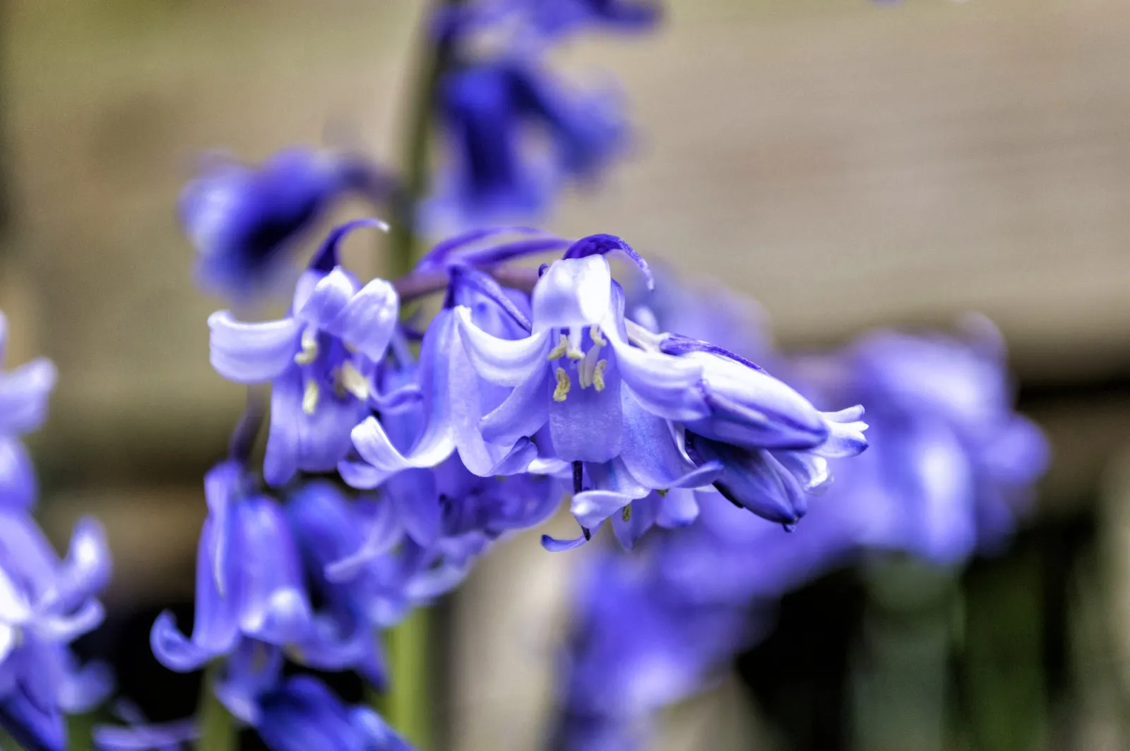 Blue Emu Bush (Eremophila Hygrophana) — Blue Bells becomes adorned with a profusion of bell-shaped flowers