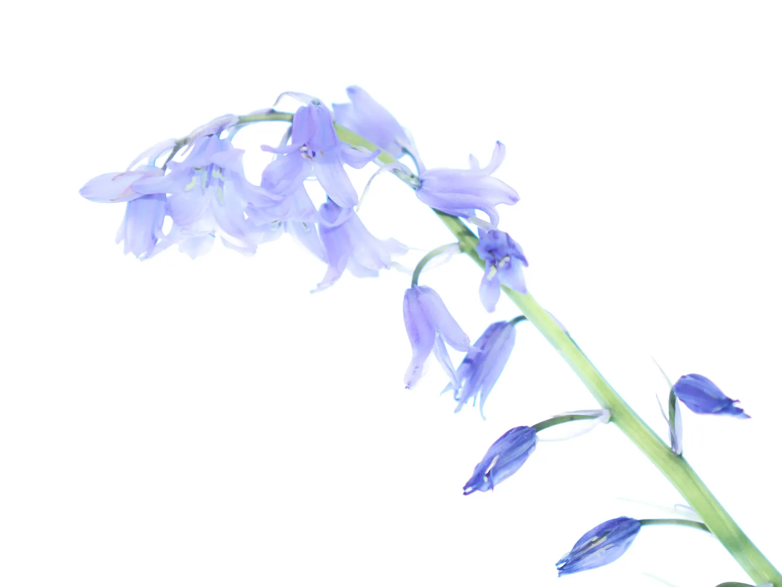 Blue Emu Bush (Eremophila Hygrophana) — commonly known as Blue Bells
