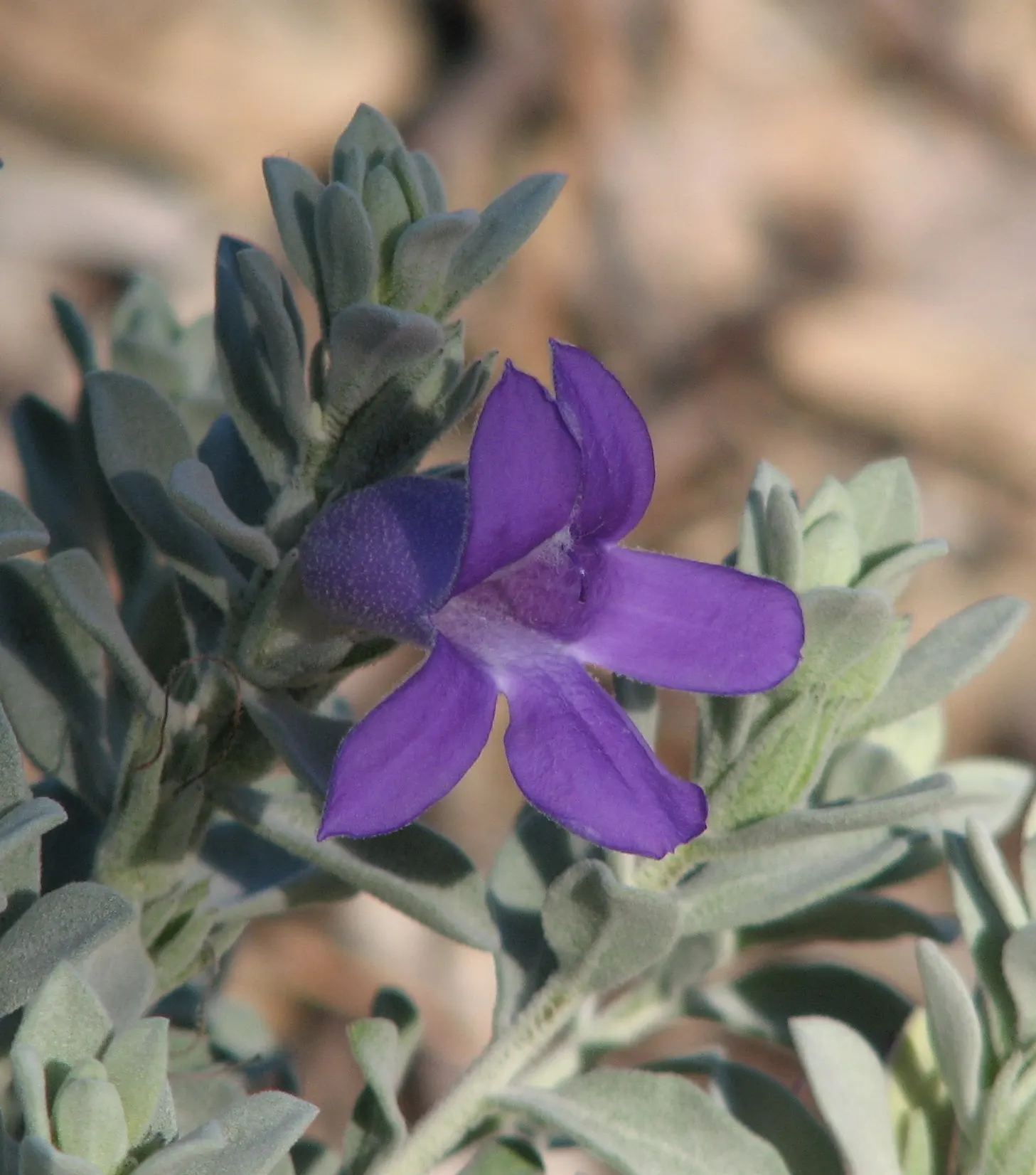 Blue Emu Bush (Eremophila Hygrophana) — This evergreen shrub typically reaches a height of 2 to 3 feet with an equivalent spread