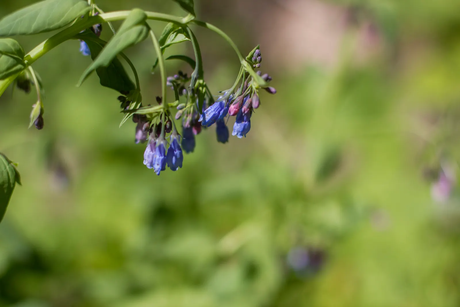 Blue Emu Bush (Eremophila Hygrophana) — is an ornamental shrub native to Australia