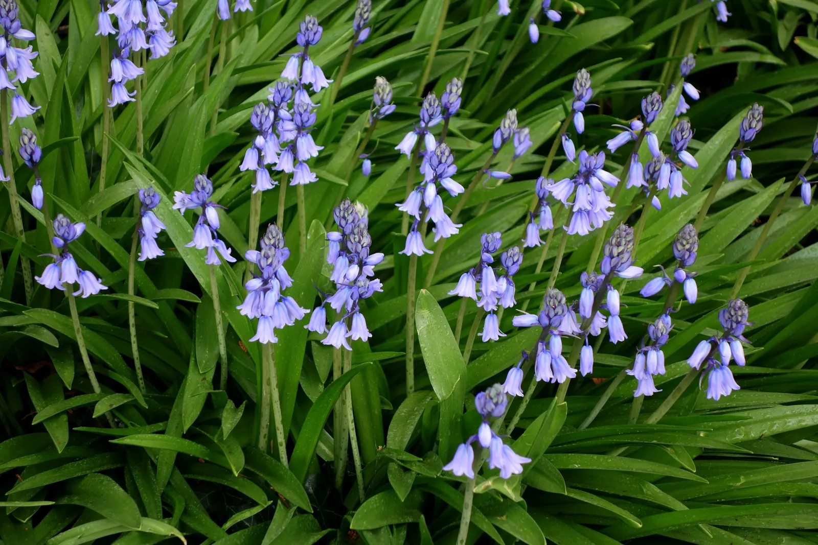 Blue Emu Bush (Eremophila Hygrophana) — Blue Bells prefers full sun exposure and well-draining soil