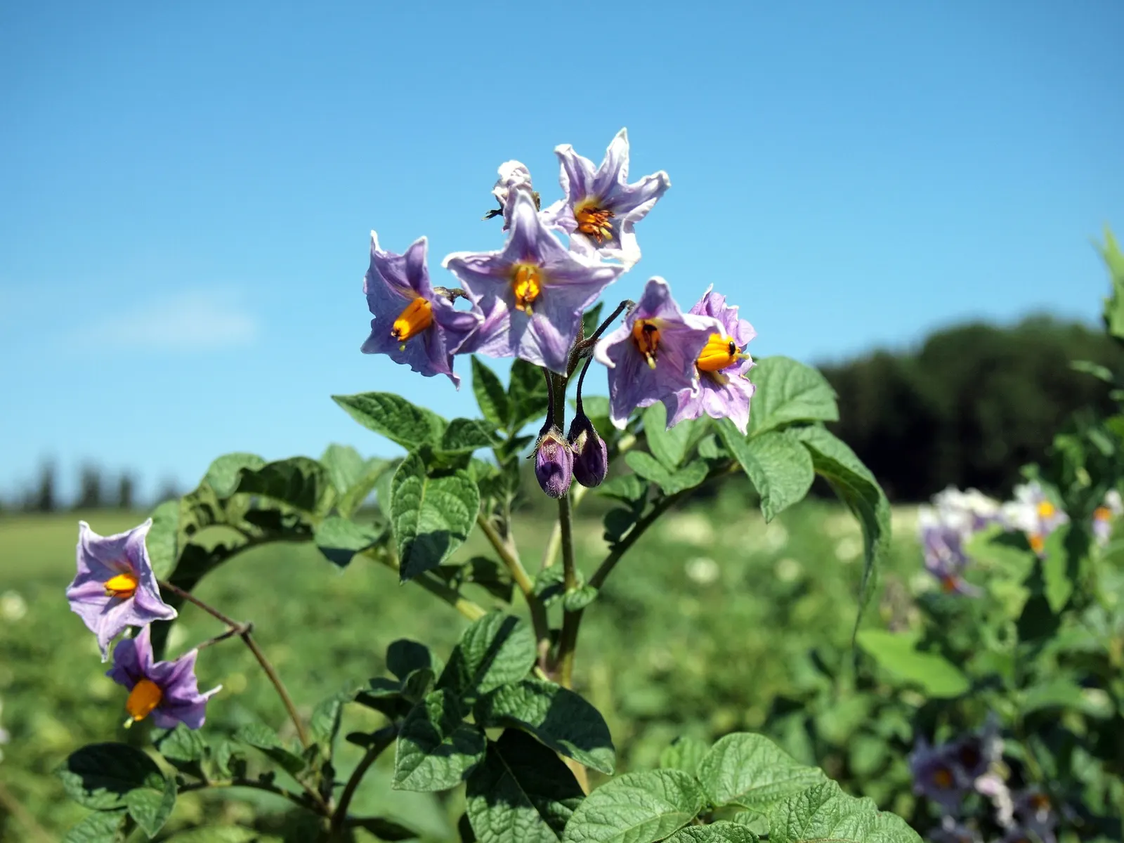 Blue Emu Bush (Eremophila Hygrophana) — shrub with blue blooms