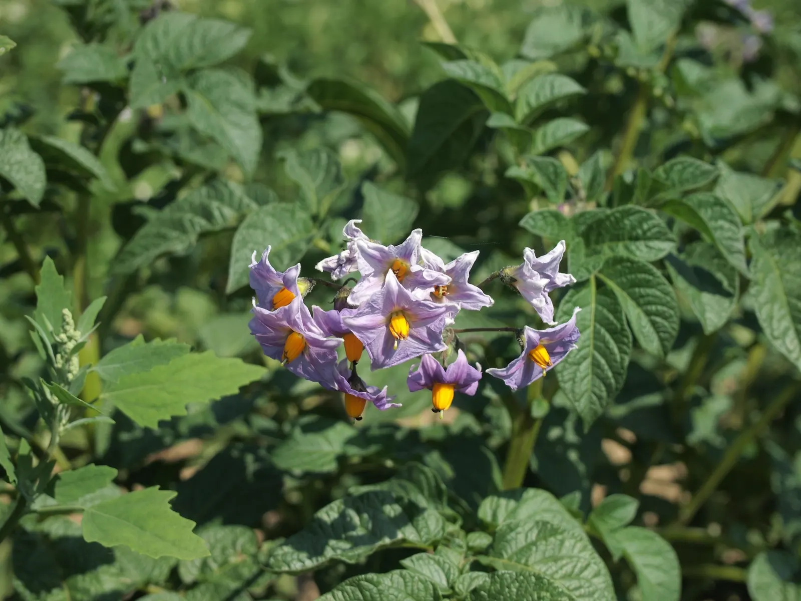 Blue Emu Bush (Eremophila Hygrophana) — It thrives in USDA hardiness zones 8 through 11 and is notably low-maintenance