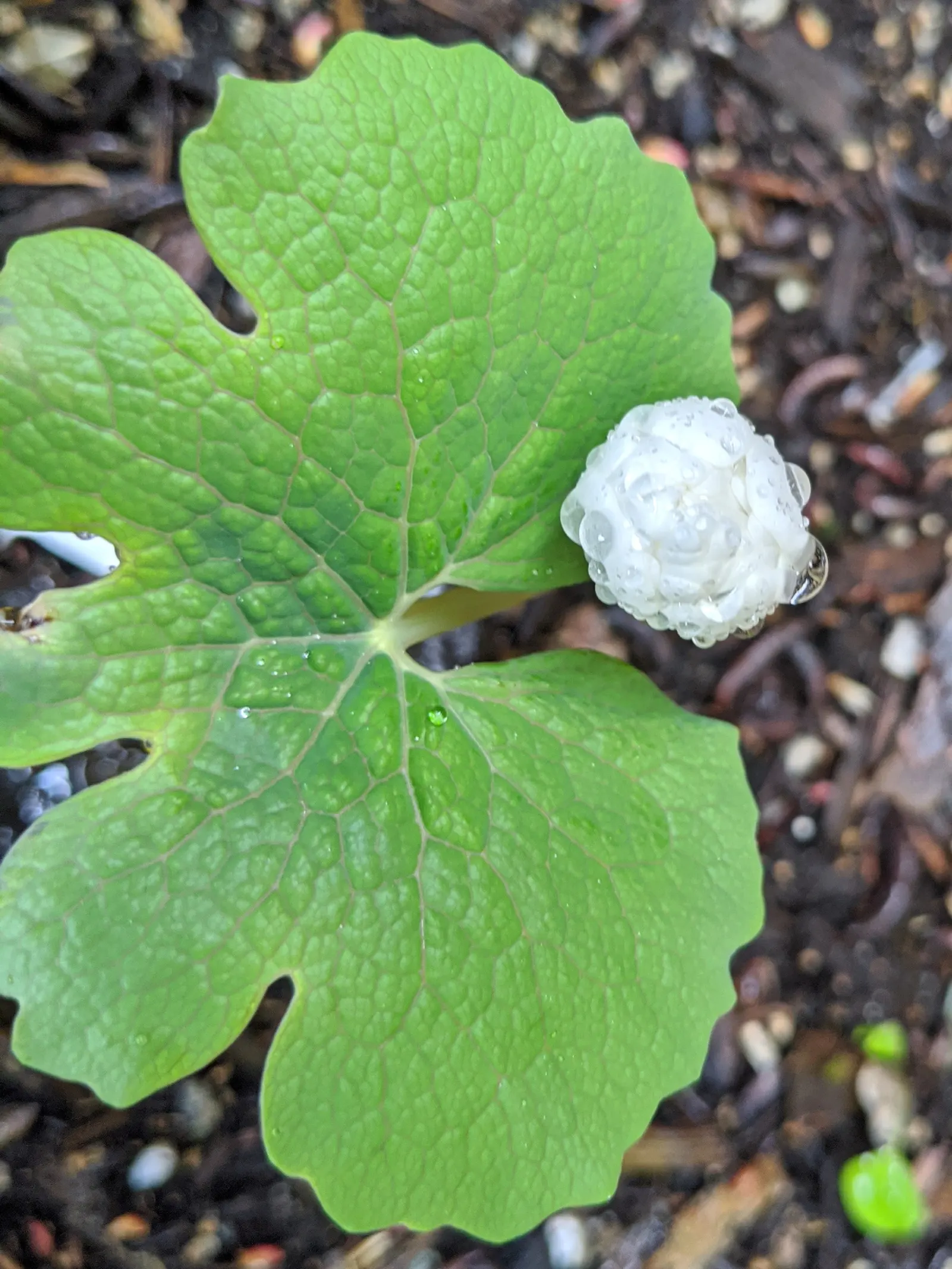 Double Flowered Bloodroot (Sanguinaria Canadensis F. Multiplex) — Double Flowered Bloodroot (Sanguinaria canadensis f