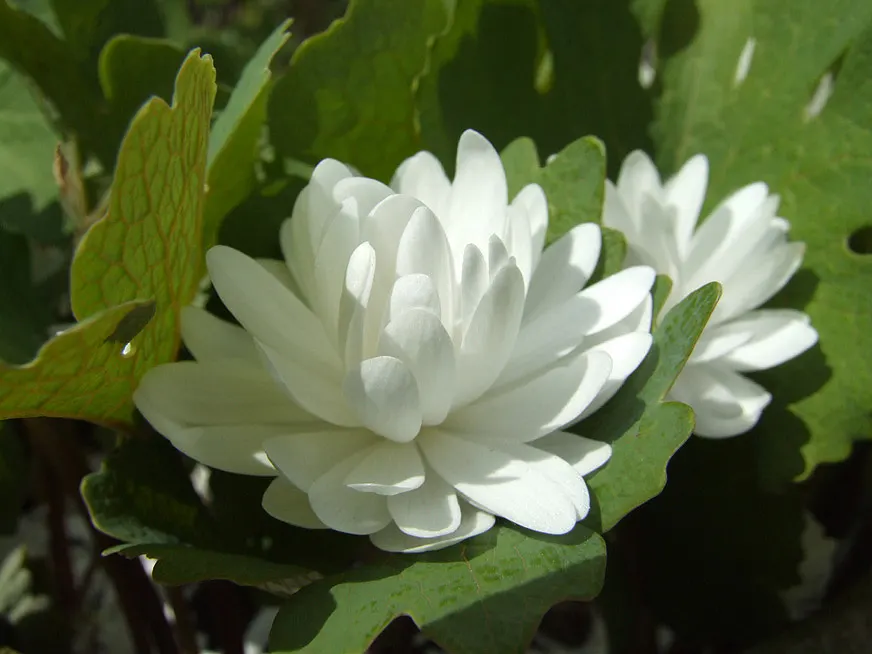 Double Flowered Bloodroot (Sanguinaria Canadensis F. Multiplex) — multiplex) is a captivating perennial