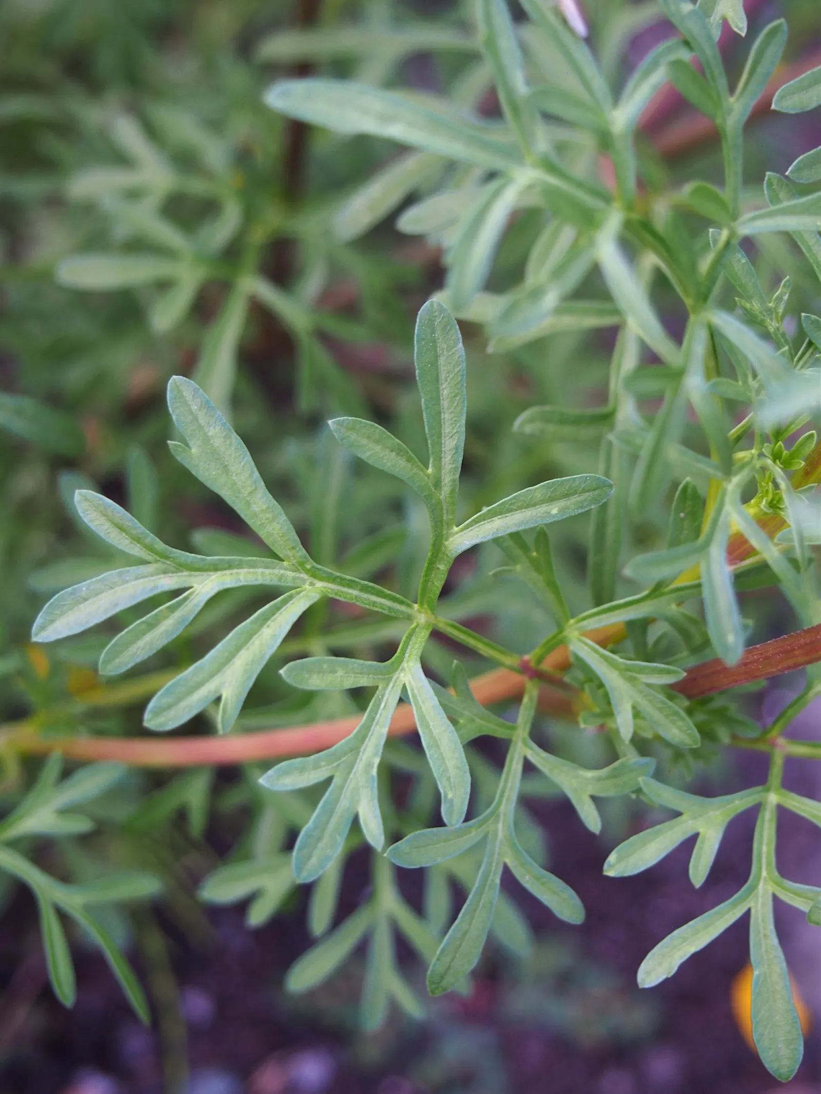 Fern-leaved Beggarticks (Bidens Ferulifolia) — Minimal upkeep is required; the Tickseed blooms profusely from early summer through to fall, image 70