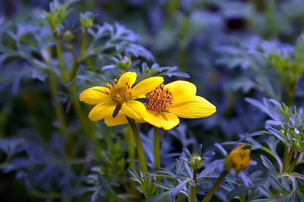 Fern-leaved Beggarticks (Bidens Ferulifolia) — which makes it versatile across a range of climatic conditions.<br><br>Characterised by dainty, image 86