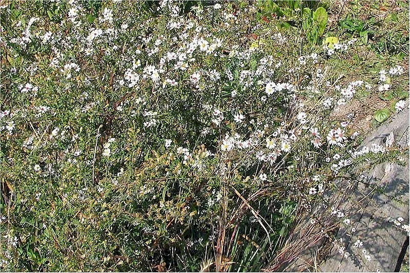 Fern-leaved Beggarticks (Bidens Ferulifolia) — is a valuable addition to any landscape design due to its vibrant floral display and low-maintenance, image 108