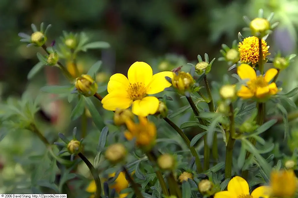 Fern-leaved Beggarticks (Bidens Ferulifolia) — is a valuable addition to any landscape design due to its vibrant floral display and low-maintenance, image 58