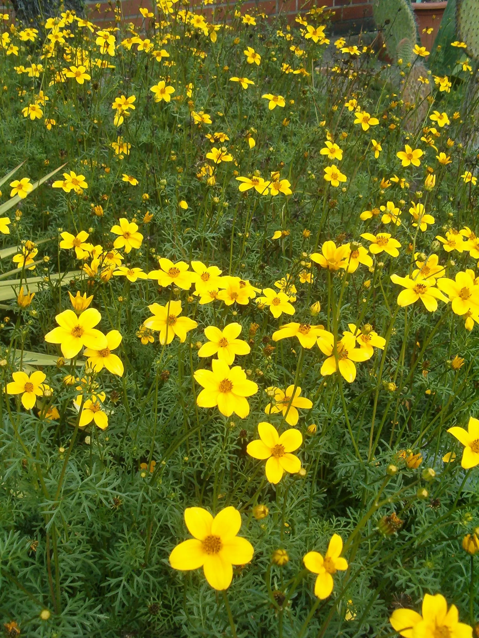 Fern-leaved Beggarticks (Bidens Ferulifolia) — Tickseed (Bidens ferulifolia) is a vibrant perennial; its finely divided, fern-like foliage adds, image 101