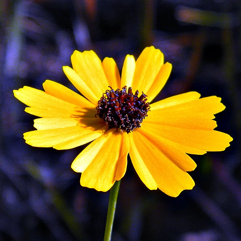 Fern-leaved Beggarticks (Bidens Ferulifolia) — perennial with gold blooms; presenting a cheerful aspect amidst its fine