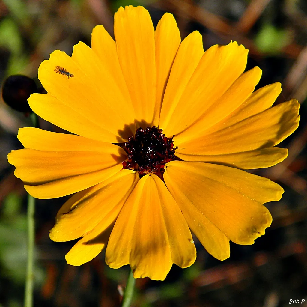 Fern-leaved Beggarticks (Bidens Ferulifolia) — perennial with gold blooms
