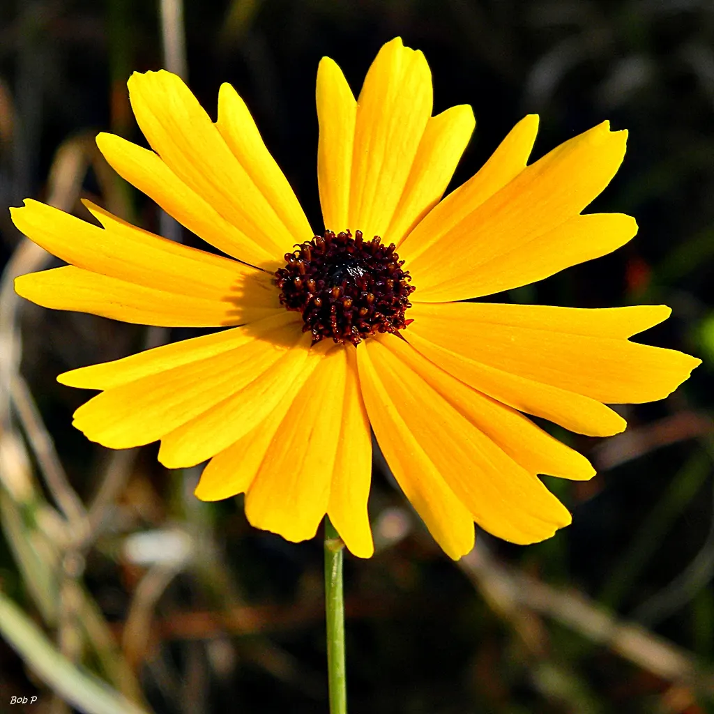 Fern-leaved Beggarticks (Bidens Ferulifolia) — scientifically known as Bidens ferulifolia; but deadheading spent flowers can promote further, image 57
