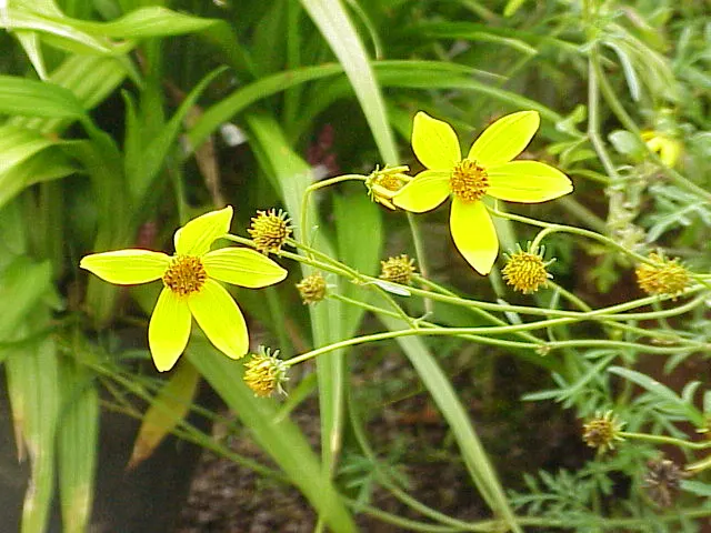 Fern-leaved Beggarticks (Bidens Ferulifolia) — thriving in USDA hardiness zones 2 through 11; mounded habit that is excellent for filling gaps in, image 60