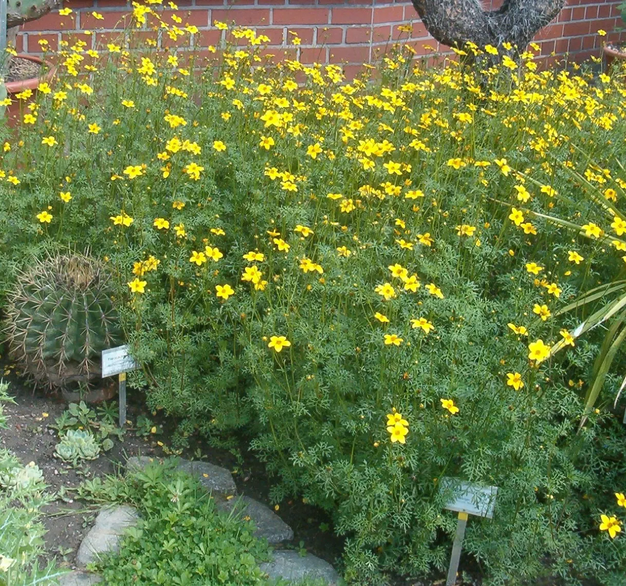 Fern-leaved Beggarticks (Bidens Ferulifolia) — scientifically known as Bidens ferulifolia; but deadheading spent flowers can promote further, image 107