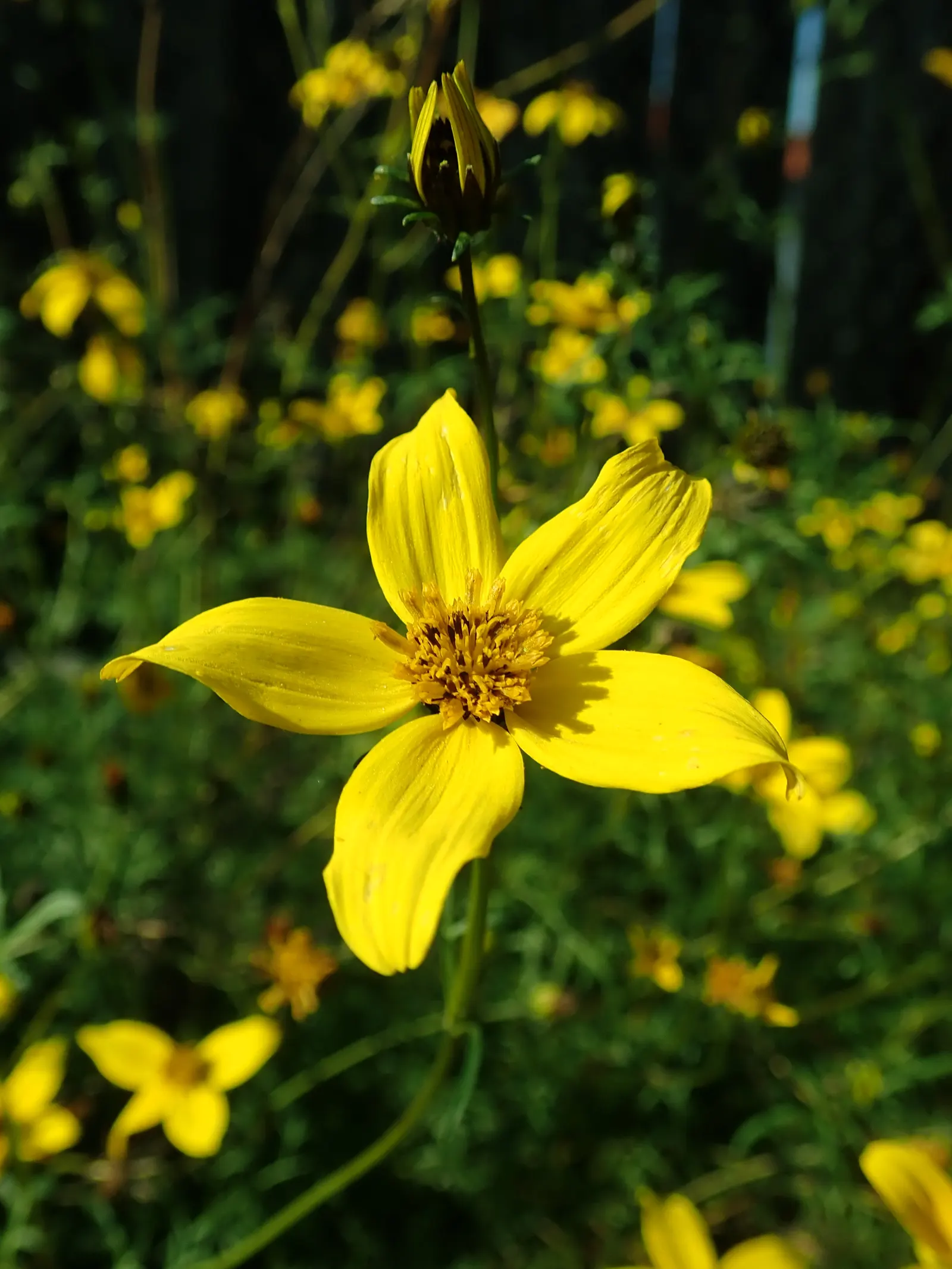 Fern-leaved Beggarticks (Bidens Ferulifolia) — flourishing in full sun with bright yellow
