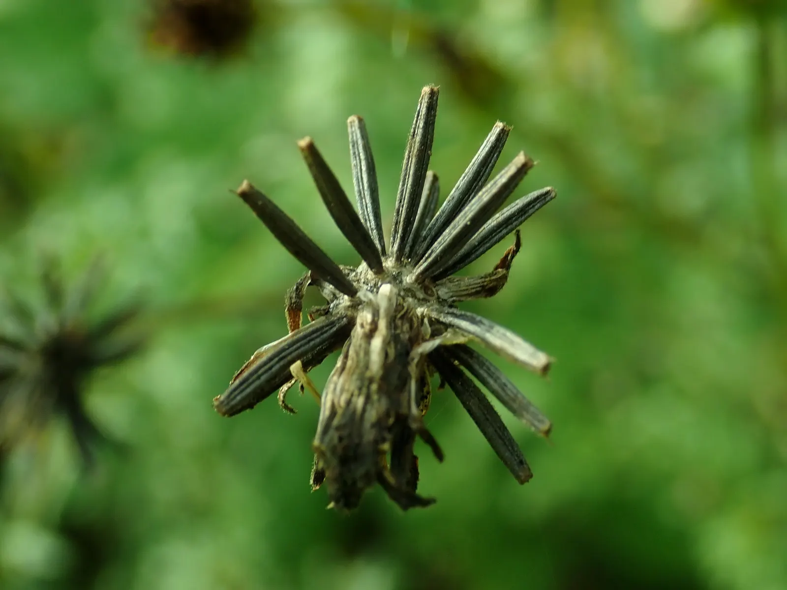Fern-leaved Beggarticks (Bidens Ferulifolia) — <br><br>Tickseed prefers well-drained soil and is best situated in full sun to ensure optimal, image 68