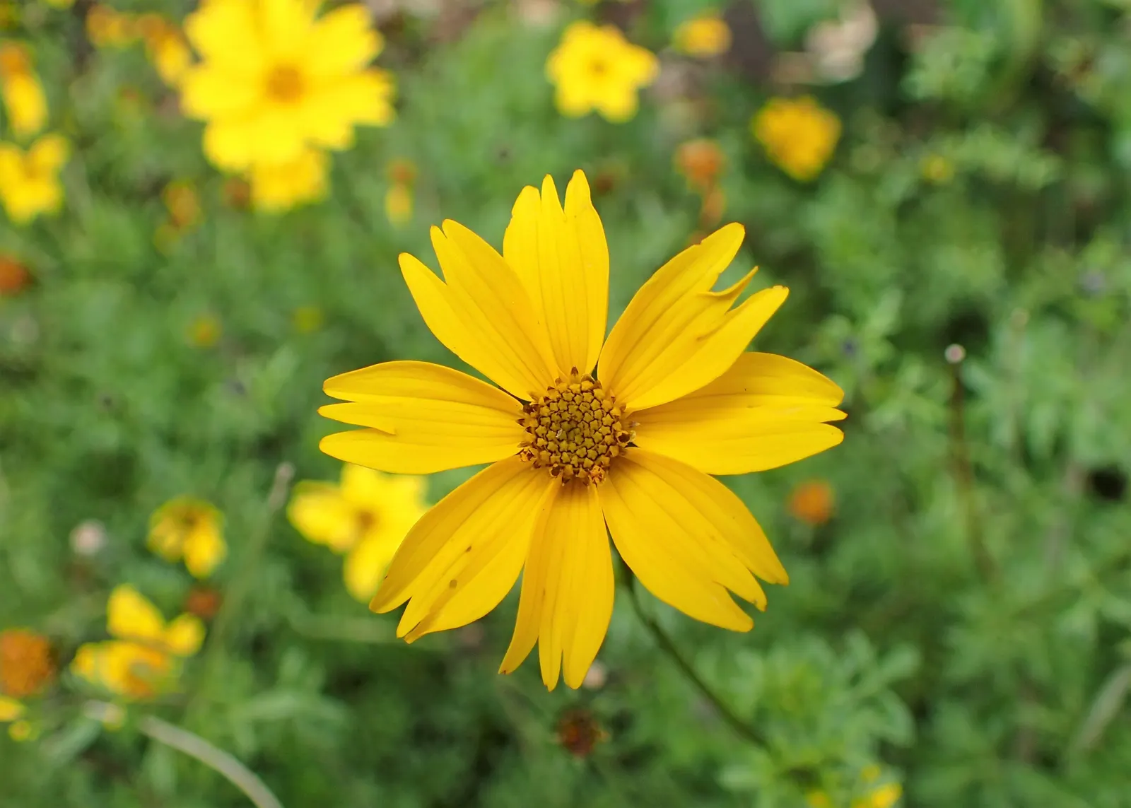 Fern-leaved Beggarticks (Bidens Ferulifolia) — thriving in USDA hardiness zones 2 through 11; mounded habit that is excellent for filling gaps in, image 110