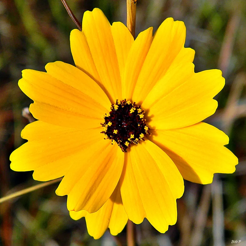 Fern-leaved Beggarticks (Bidens Ferulifolia) — Tickseed (Bidens ferulifolia) is a vibrant perennial