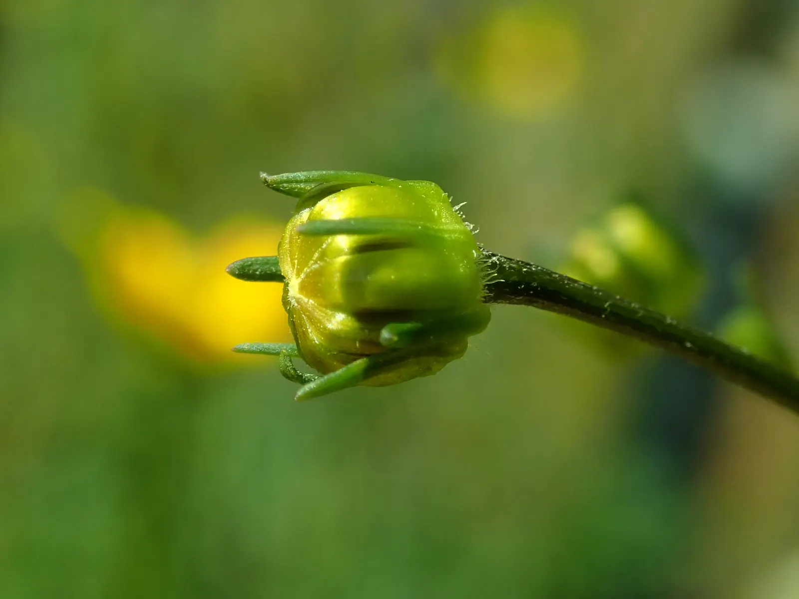 Fern-leaved Beggarticks (Bidens Ferulifolia) — Hardy and drought-resistant, it grows to a height of 12-18 inches with a spread of 18-24 inches, image 55