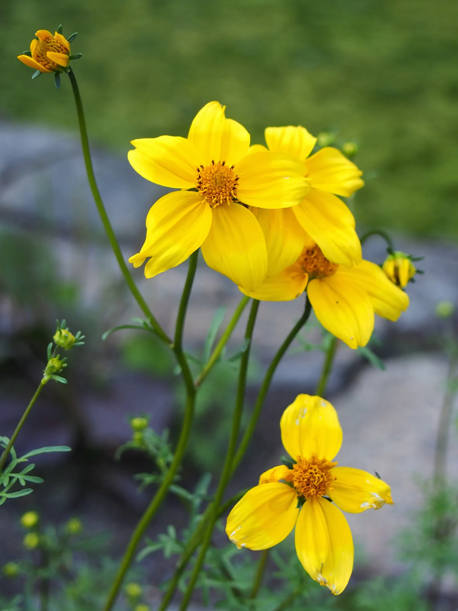 Fern-leaved Beggarticks (Bidens Ferulifolia) — although it can tolerate partial shade; hardy and drought-resistant, it grows to a height of 12-18, image 94