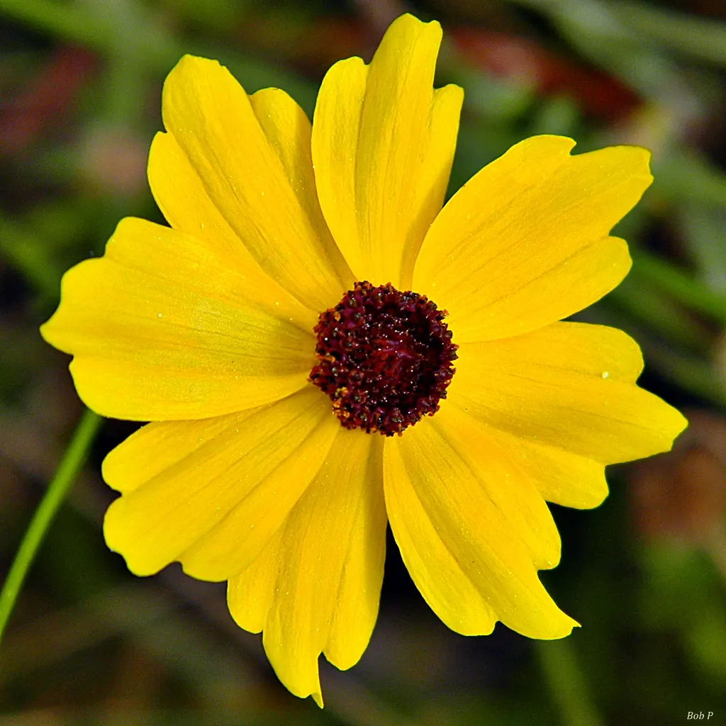 Fern-leaved Beggarticks (Bidens Ferulifolia) — flourishing in full sun with bright yellow; which makes it versatile across a range of climatic