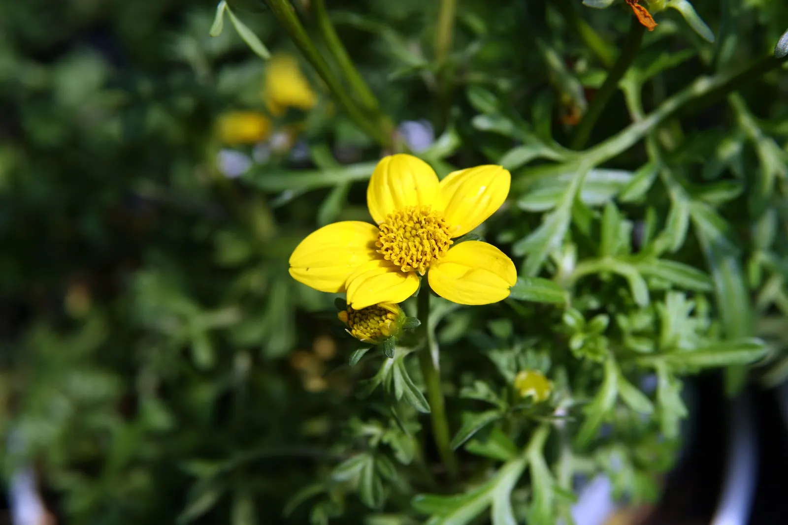 Fern-leaved Beggarticks (Bidens Ferulifolia) — Its finely divided, fern-like foliage adds delicate texture to borders; perennial for full, image 54