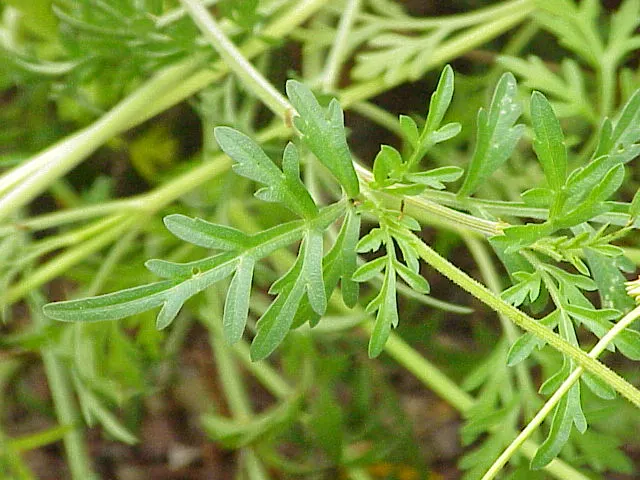 Fern-leaved Beggarticks (Bidens Ferulifolia) — The plant reaches a mature height of about 12 to 18 inches with a spread of 18 to 24 inches