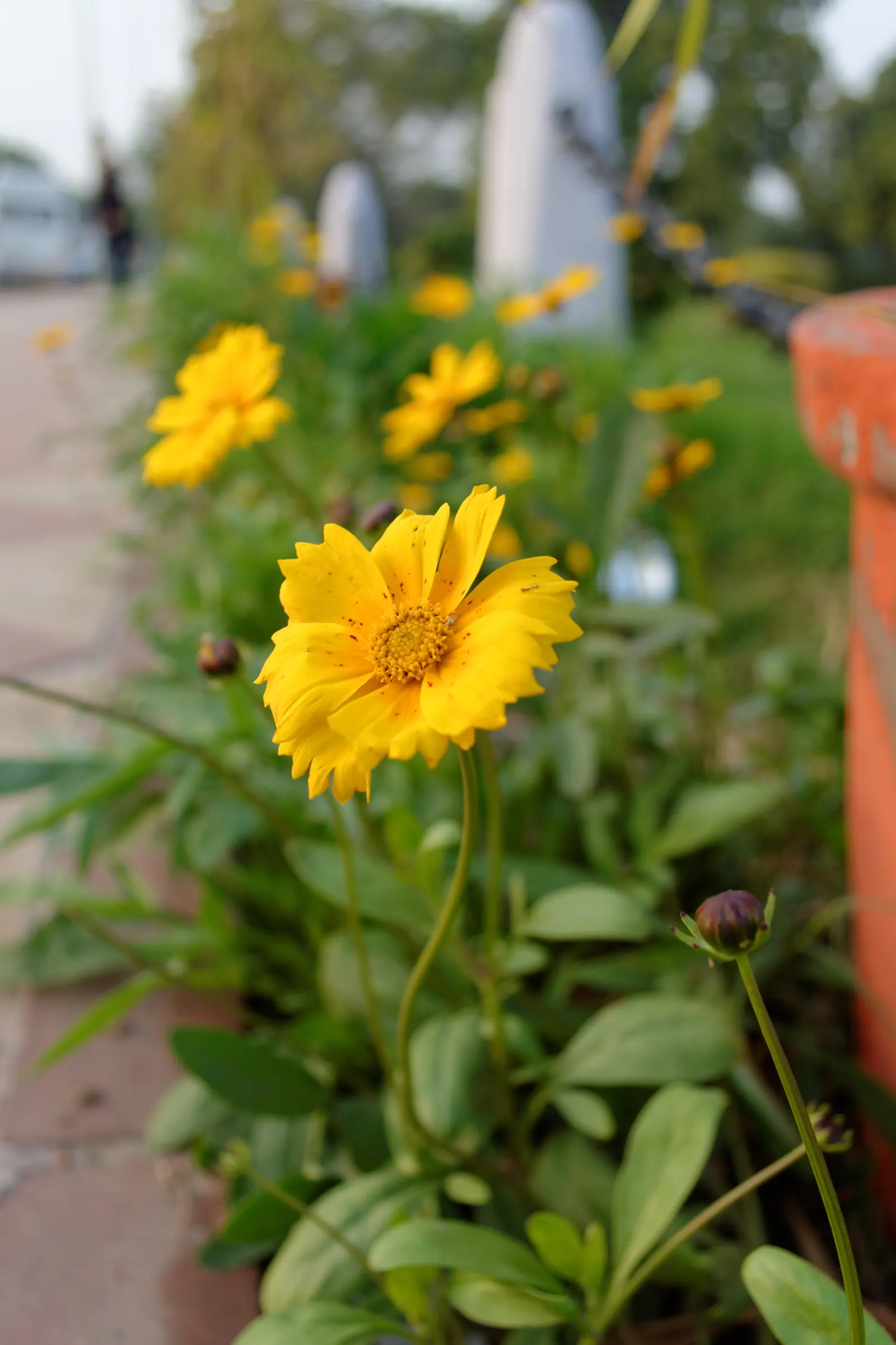 Fern-leaved Beggarticks (Bidens Ferulifolia) — offering a prolonged period of visual interest, image 88