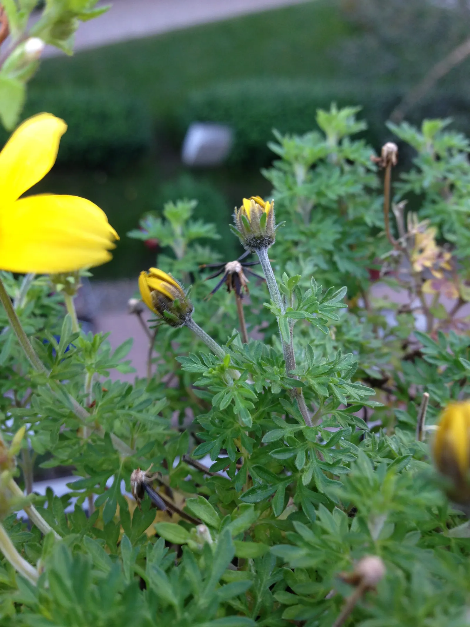 Fern-leaved Beggarticks (Bidens Ferulifolia) — presenting a cheerful aspect amidst its fine; flourishing in full sun with bright yellow