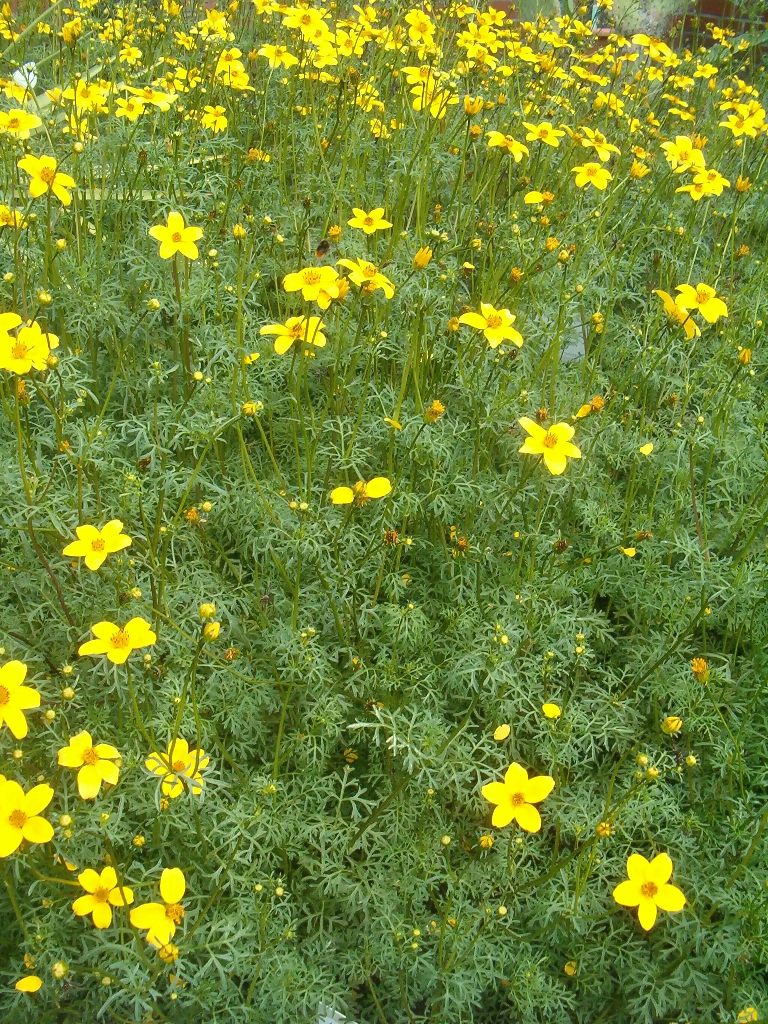 Fern-leaved Beggarticks (Bidens Ferulifolia) — is a valuable addition to any landscape design due to its vibrant floral display and low-maintenance, image 83