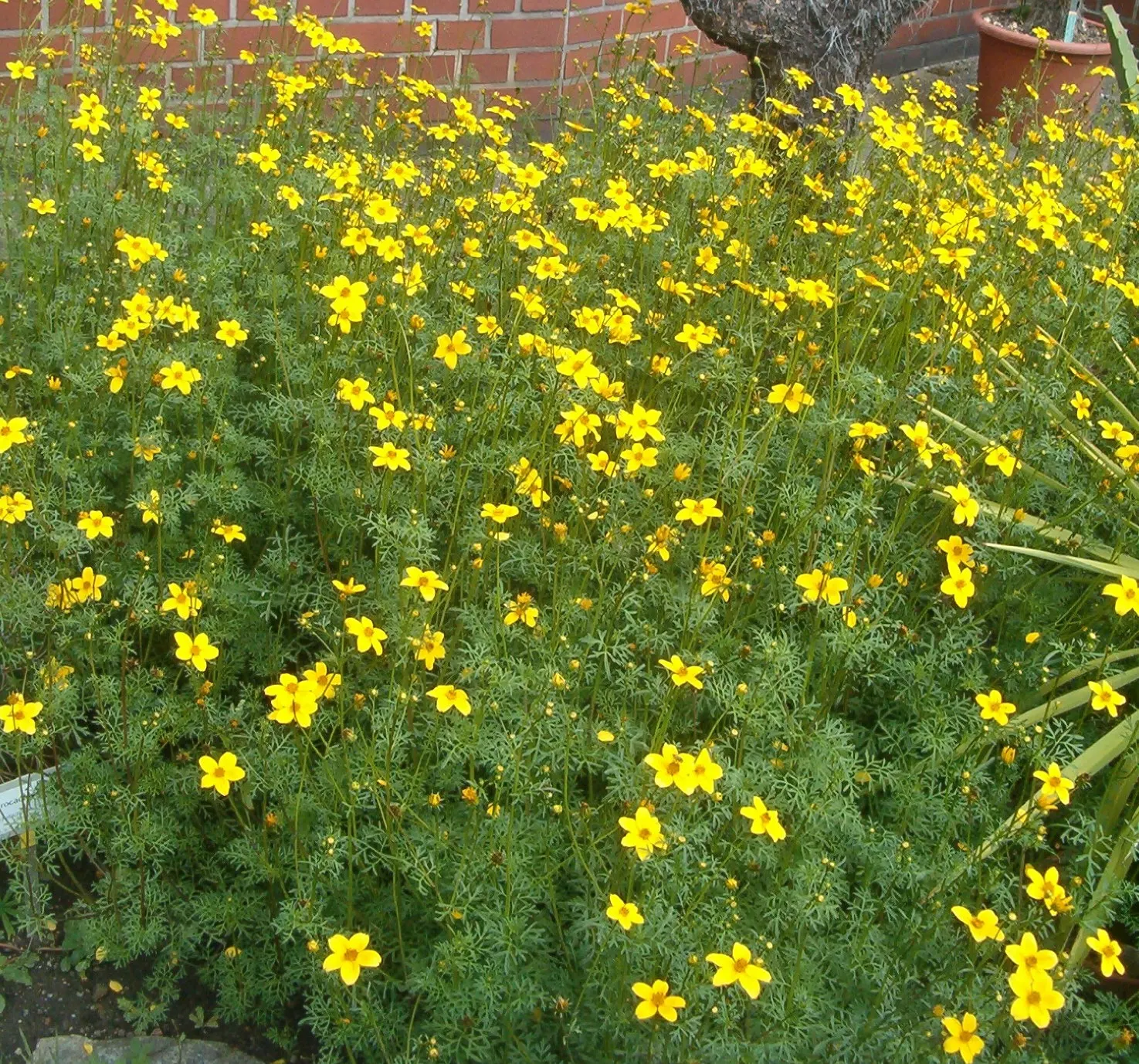 Fern-leaved Beggarticks (Bidens Ferulifolia) — the Tickseed blooms profusely from early summer through to fall; this low-maintenance plant attracts, image 62