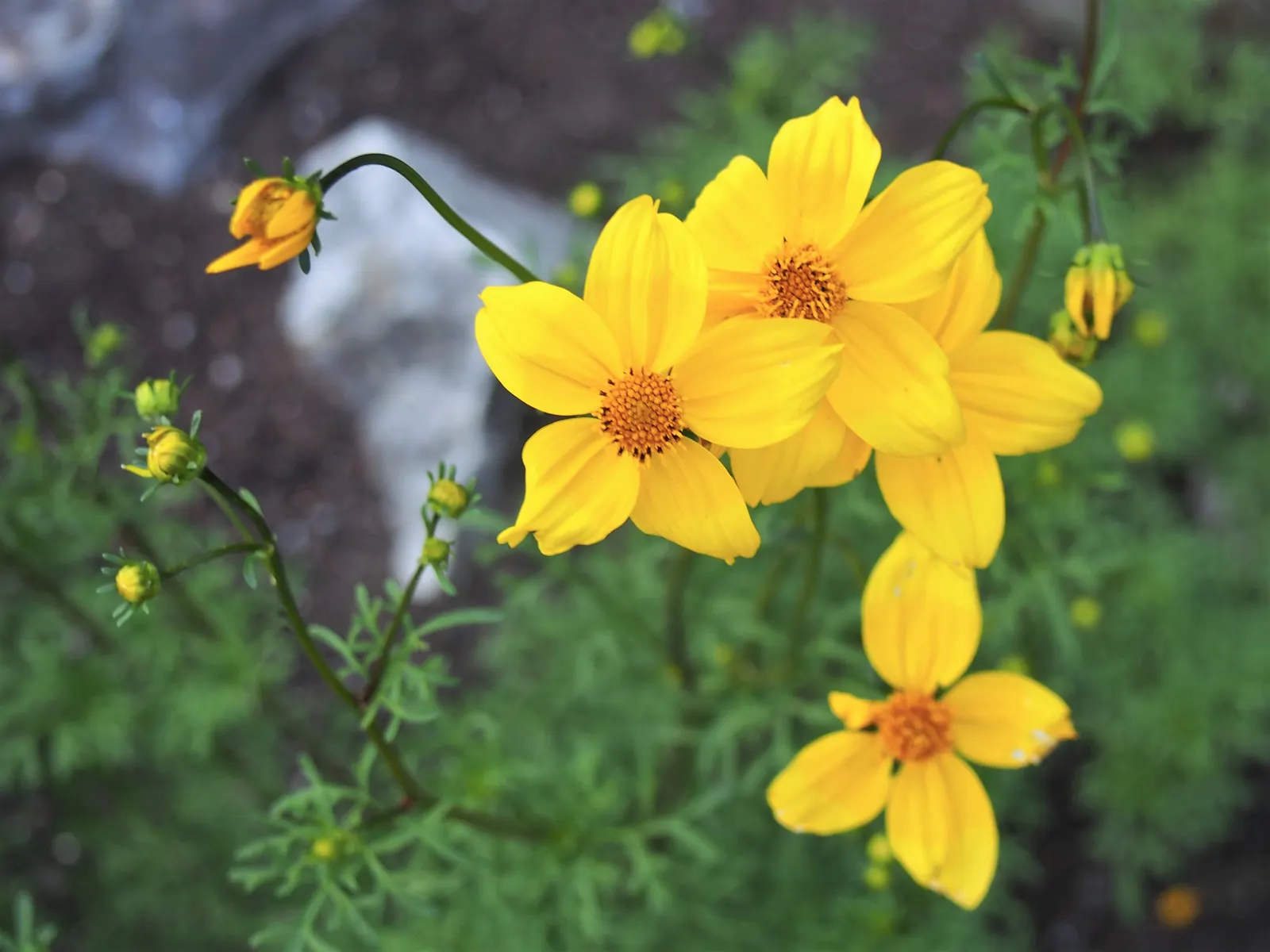 Fern-leaved Beggarticks (Bidens Ferulifolia) — Given its compact size and resilience to pests and diseases; tickseed (Bidens ferulifolia) is a, image 97