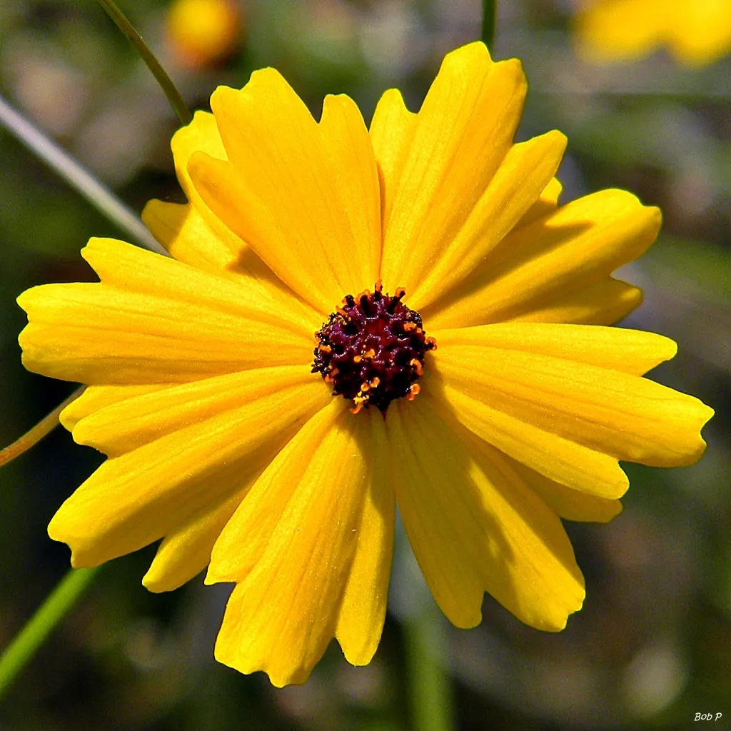 Fern-leaved Beggarticks (Bidens Ferulifolia) — The plant reaches a mature height of about 12 to 18 inches with a spread of 18 to 24 inches; this, image 66