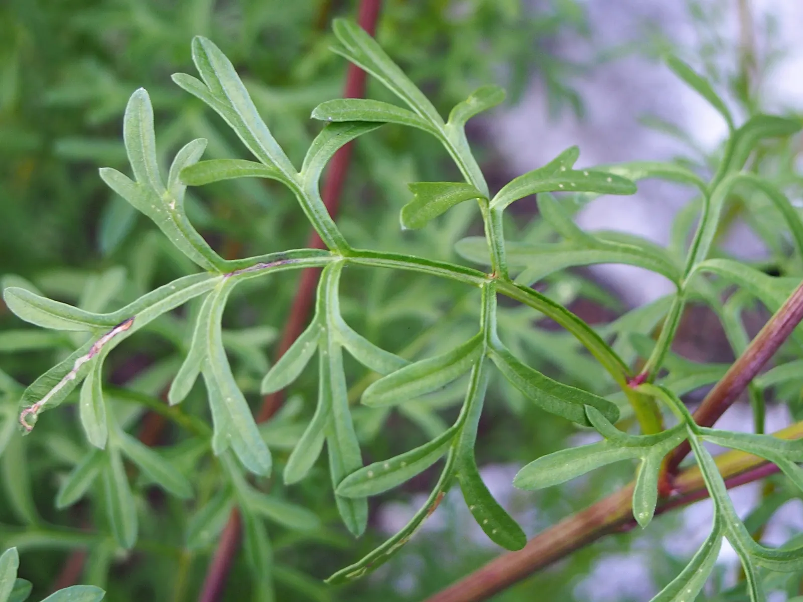Fern-leaved Beggarticks (Bidens Ferulifolia) — Tickseed (Bidens ferulifolia) is a vibrant perennial; its finely divided, fern-like foliage adds, image 76