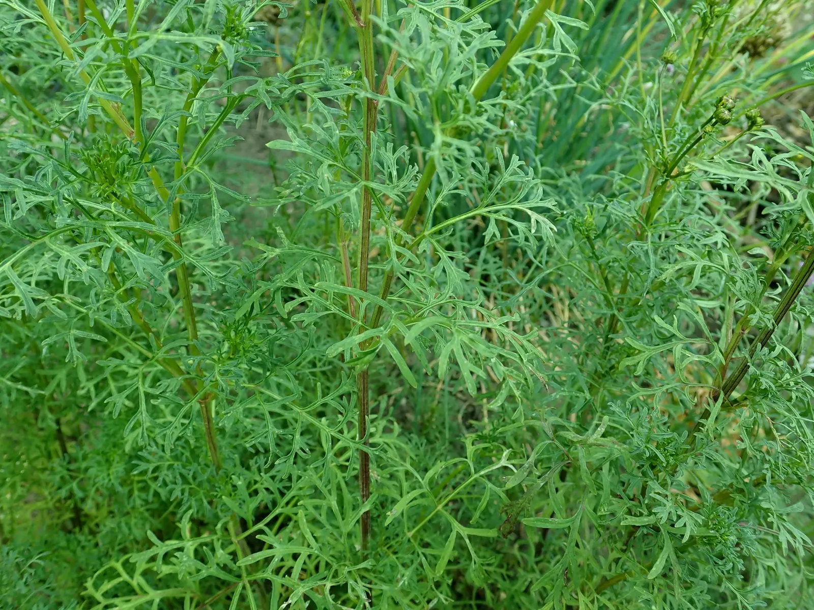 Fern-leaved Beggarticks (Bidens Ferulifolia) — flourishing in full sun with bright yellow; which makes it versatile across a range of climatic, image 102