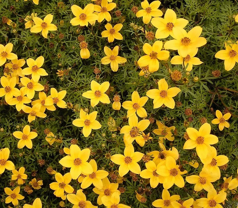 Fern-leaved Beggarticks (Bidens Ferulifolia) — flourishing in full sun with bright yellow; which makes it versatile across a range of climatic, image 52