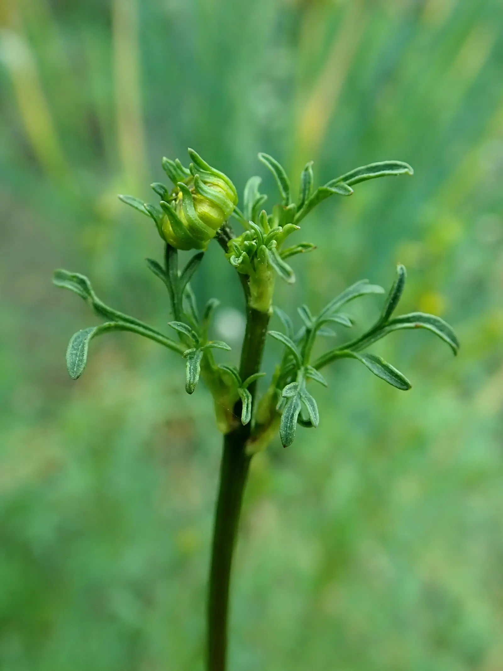 Fern-leaved Beggarticks (Bidens Ferulifolia) — daisy-like flowers spanning 1-2 inches across