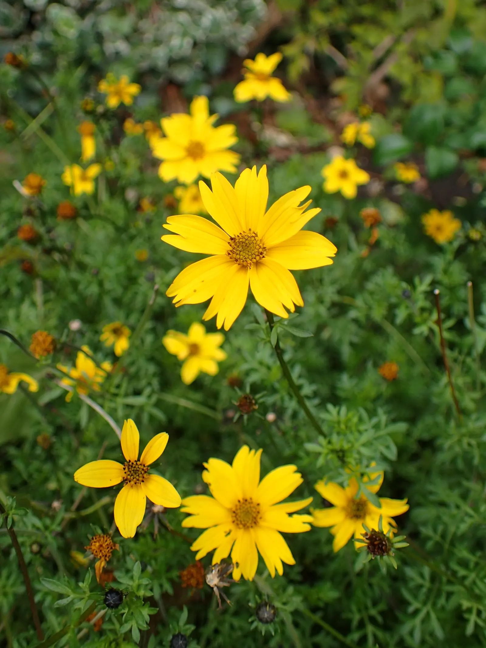 Fern-leaved Beggarticks (Bidens Ferulifolia) — which makes it versatile across a range of climatic conditions.<br><br>Characterised by dainty