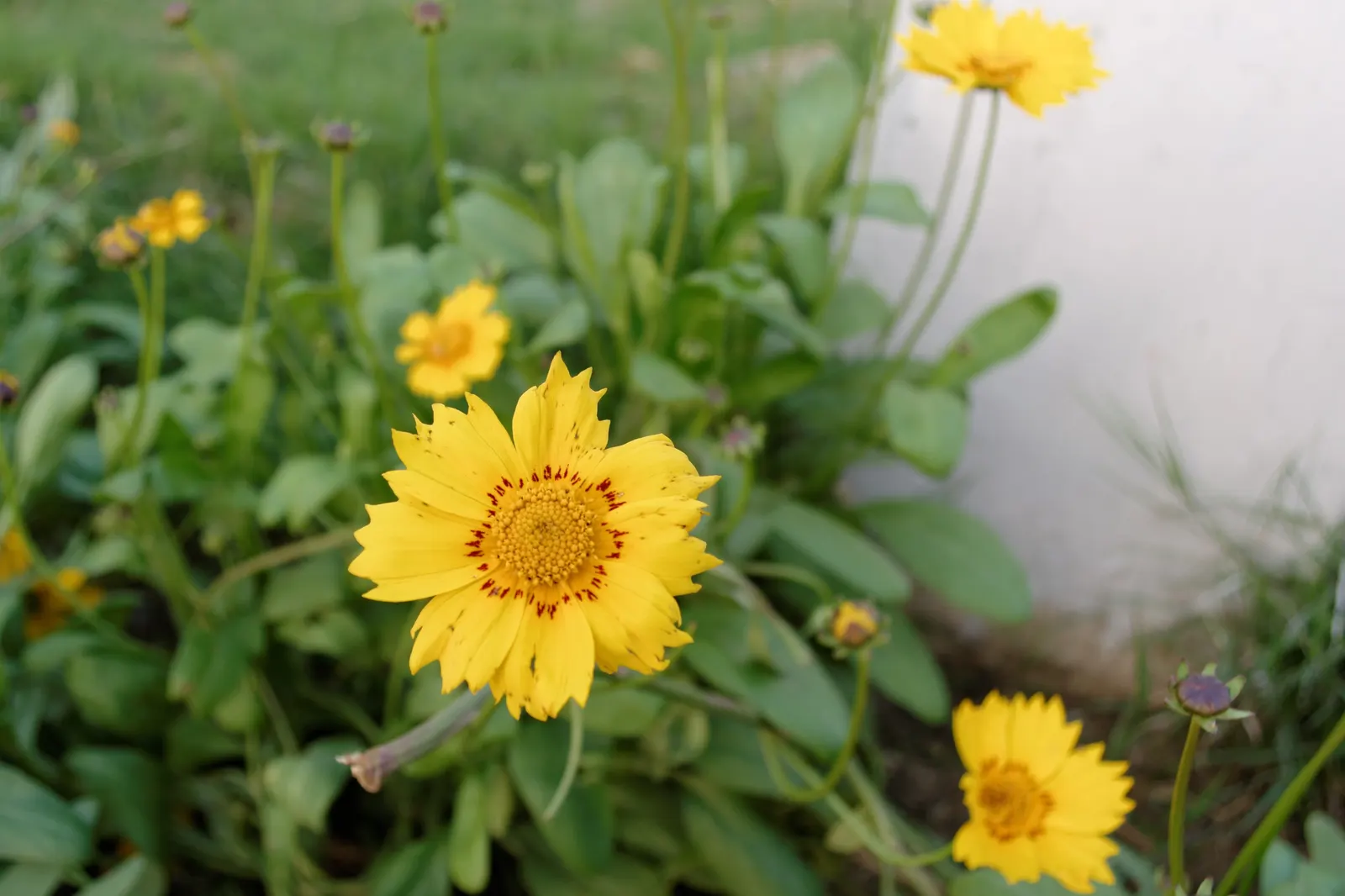 Fern-leaved Beggarticks (Bidens Ferulifolia) — Minimal upkeep is required; the Tickseed blooms profusely from early summer through to fall, image 95